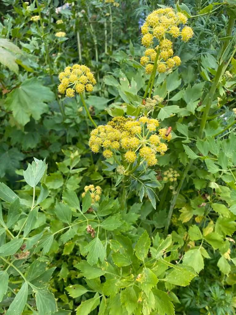 Livèche officinale, photo 1 sur 5