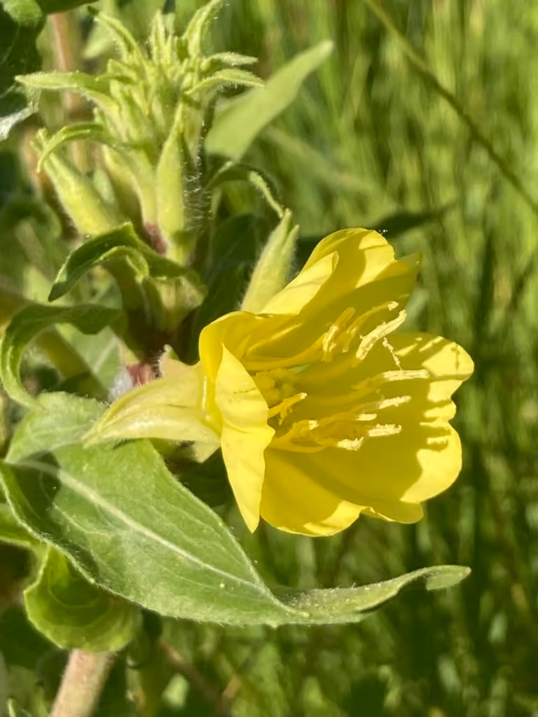 Onagre velue, En fleurs