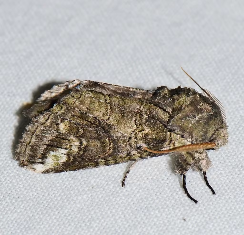 Oblique Heterocampa Moth, Adult