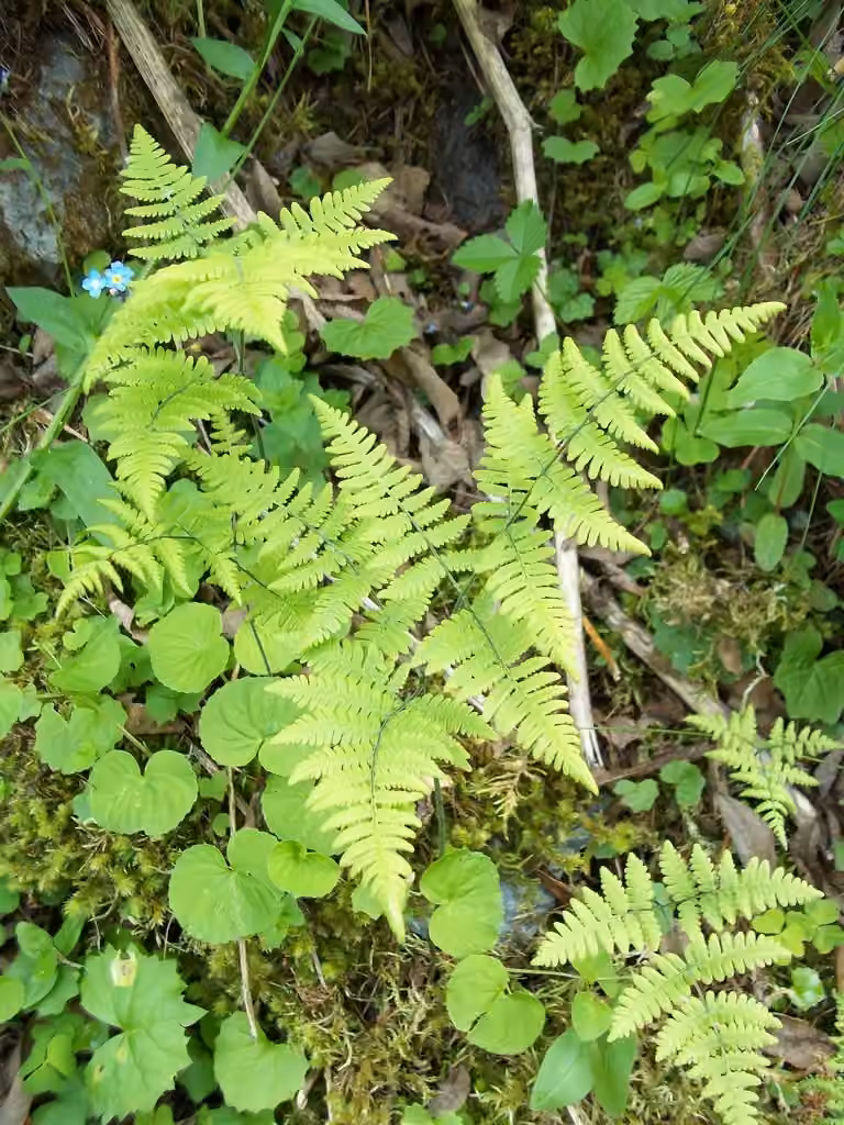 Gymnocarpe de Robert