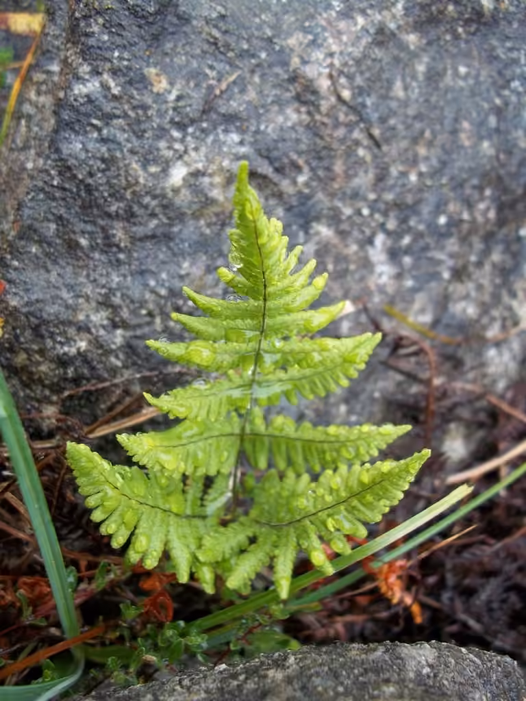 Gymnocarpe de Robert, photo 2 sur 5