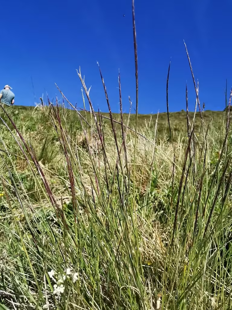 Matgrass, In flower