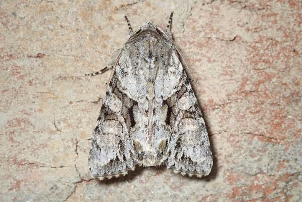 Distinct Quaker, photo 1 of 5