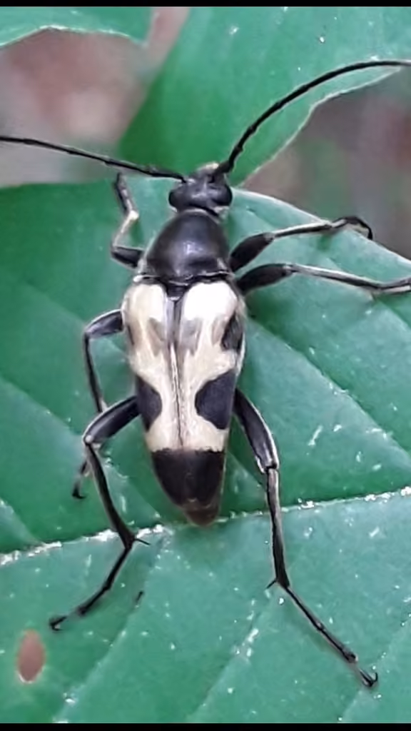 Chestnut Longhorn Beetle, photo 2 of 5