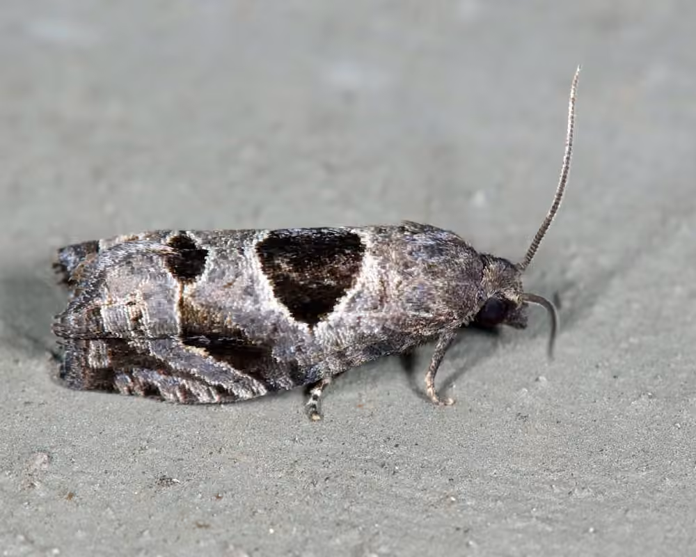 Brighton's Epiblema Moth, Adulte