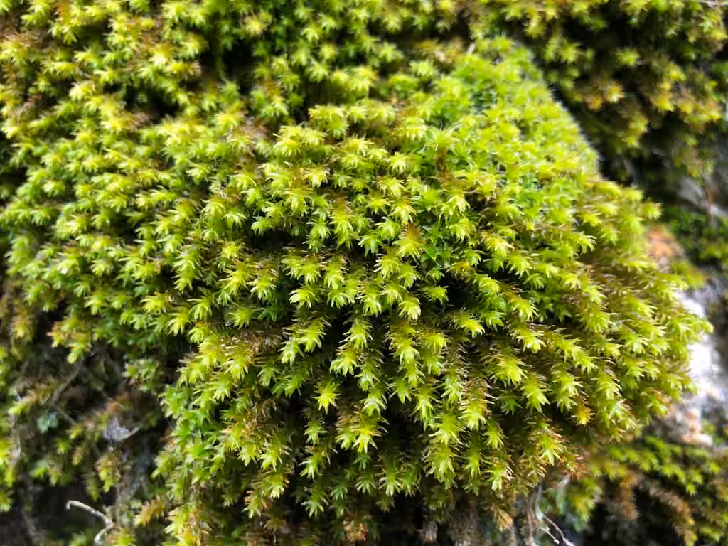 Anomodon robuste