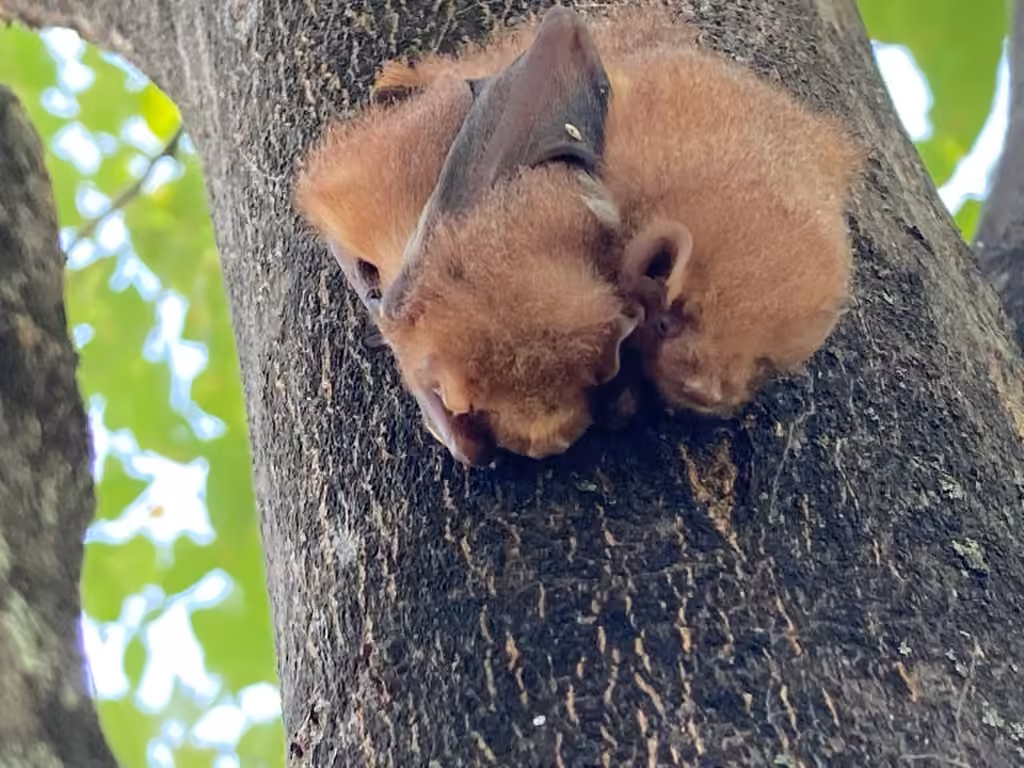 Chauve-souris rousse de l'Est, Juvénile