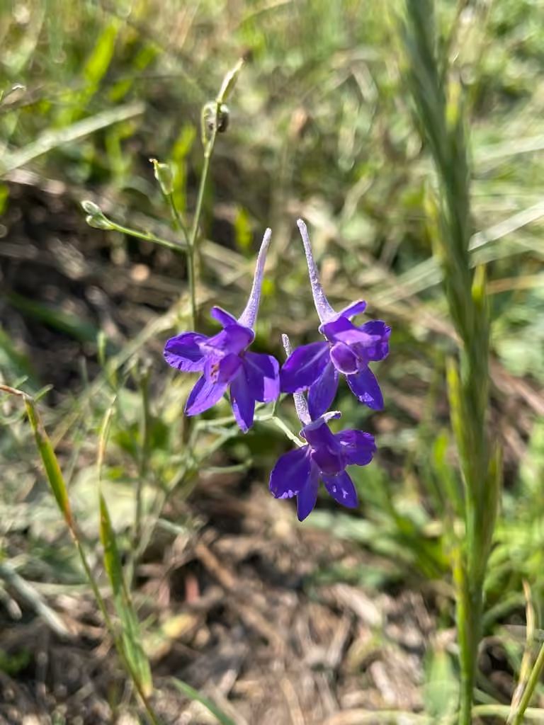 Pied-d'alouette royal, En fleurs