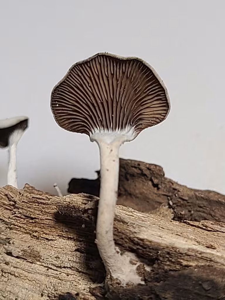 Resupinatus dealbatus