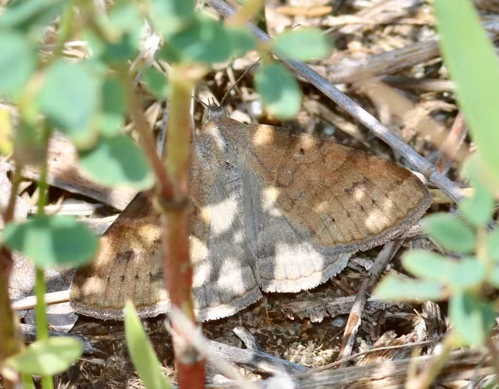 Forage Looper Moth, Femelle