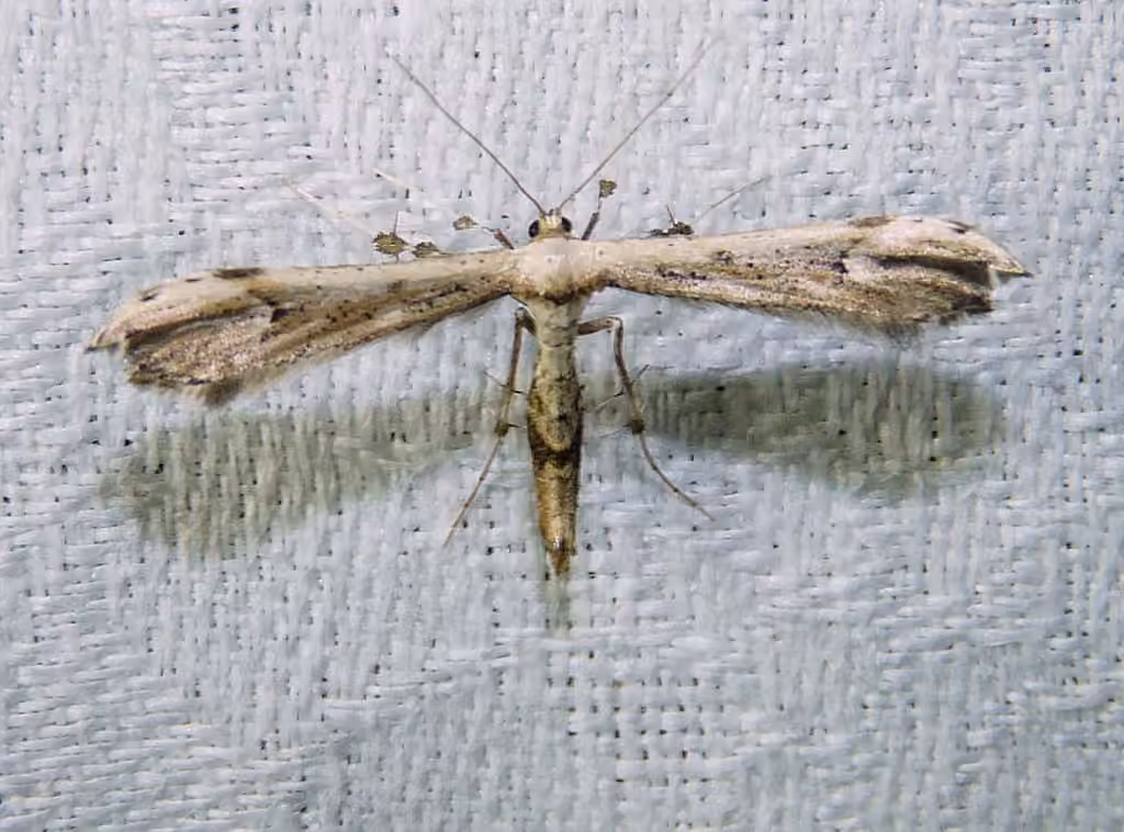 Joe-Pye Weed Plume Moth, photo 1 sur 5