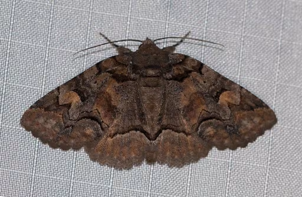 Brown-spotted Zale Moth, photo 3 sur 5
