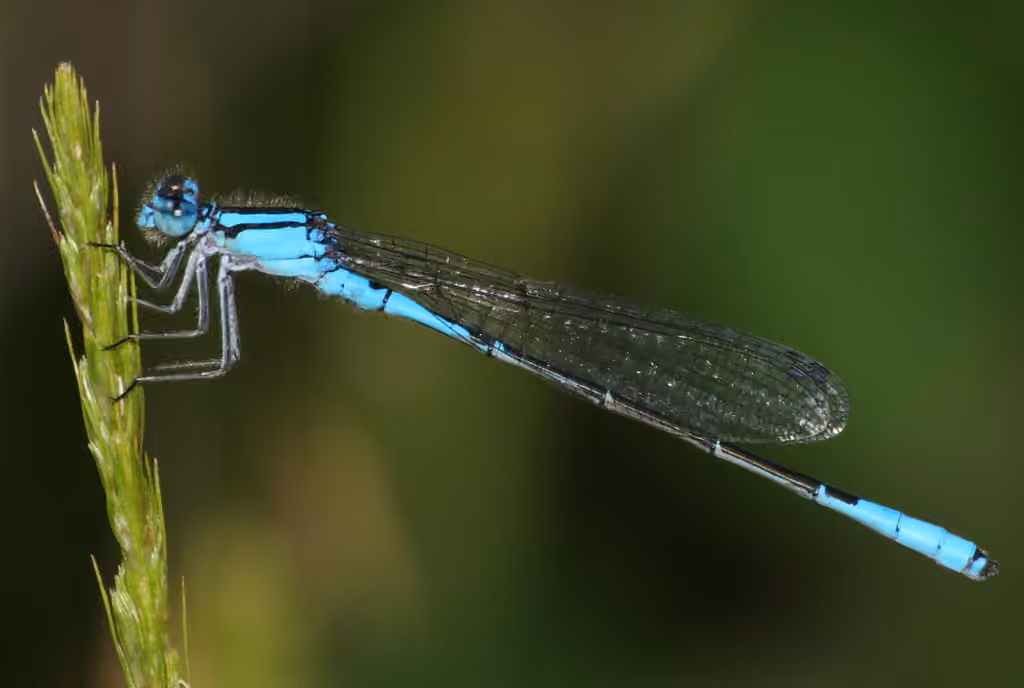 Agrion Saupoudré, photo 1 sur 5