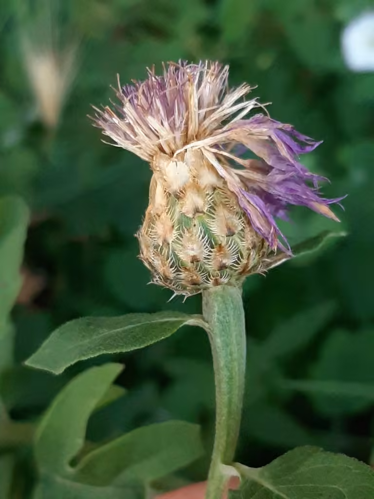 Persian Cornflower, In flower