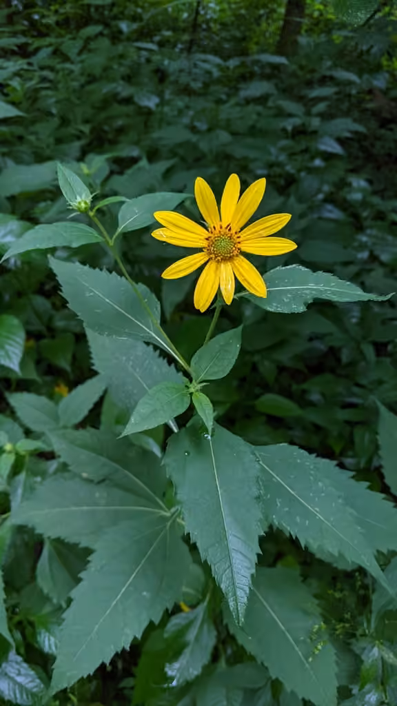 Thinleaf sunflower