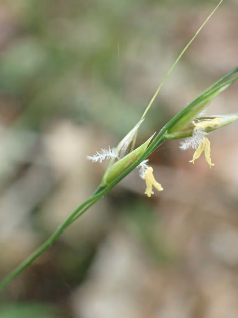 Oryzopsis à grappes, En fleurs