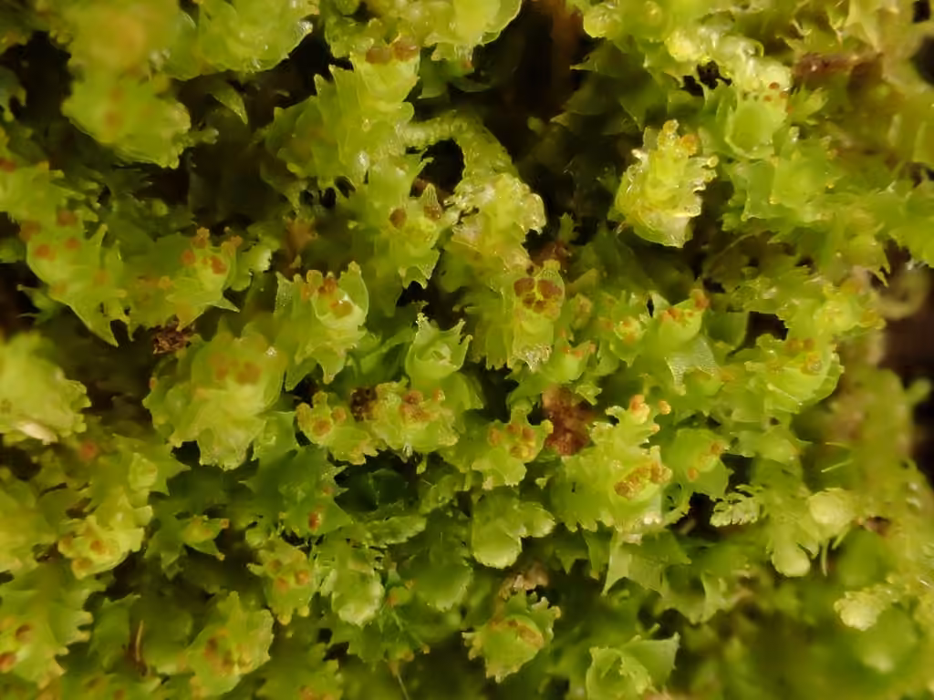Horned Notchwort, photo 1 of 5