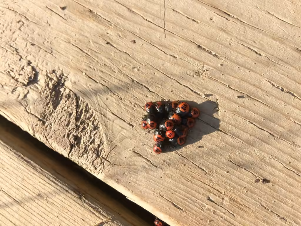 Blue Shield Bug, Nymph