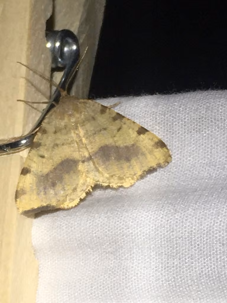 Occiduaria Geometer Moth, Adult