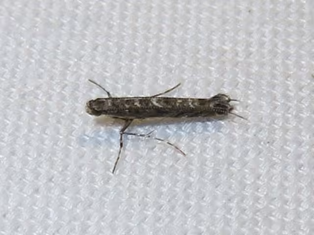 Finite-channeled Leafminer Moth, Adult