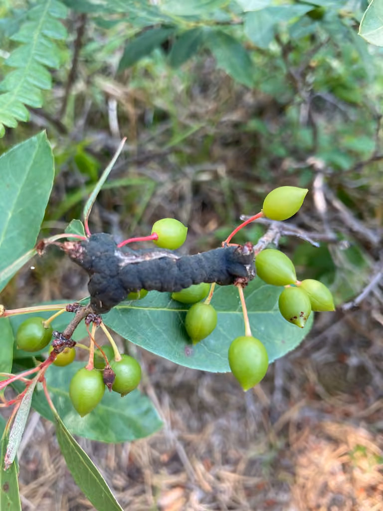Sandcherry, In fruit