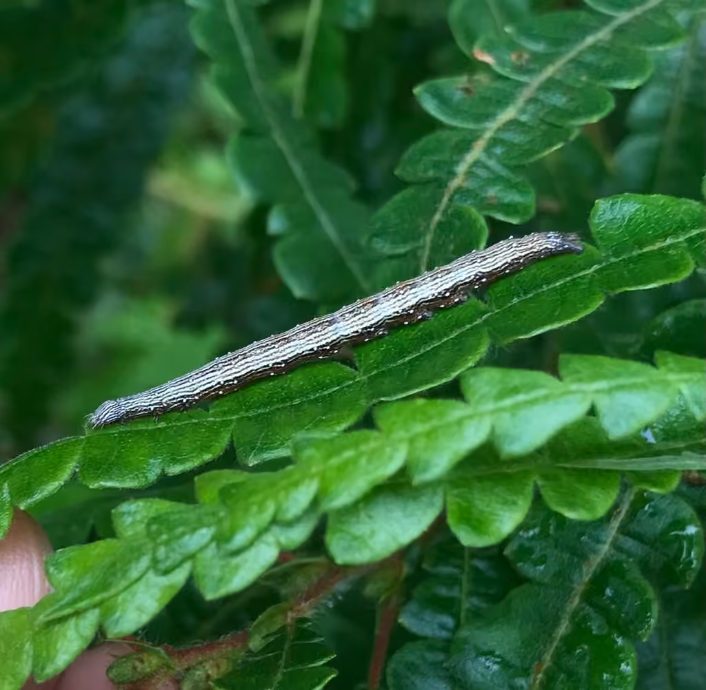 Sweetfern Underwing Moth, Chenille