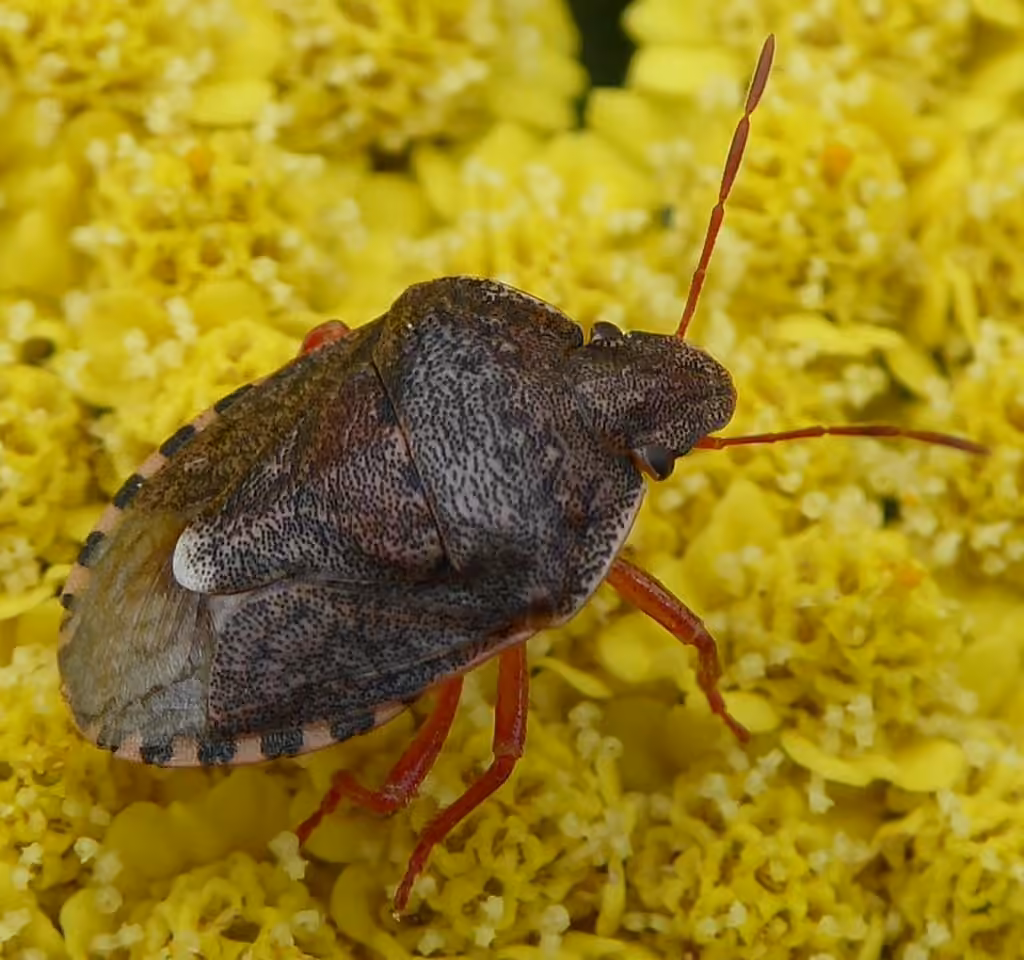 Holcostethus abbreviatus, photo 2 of 5