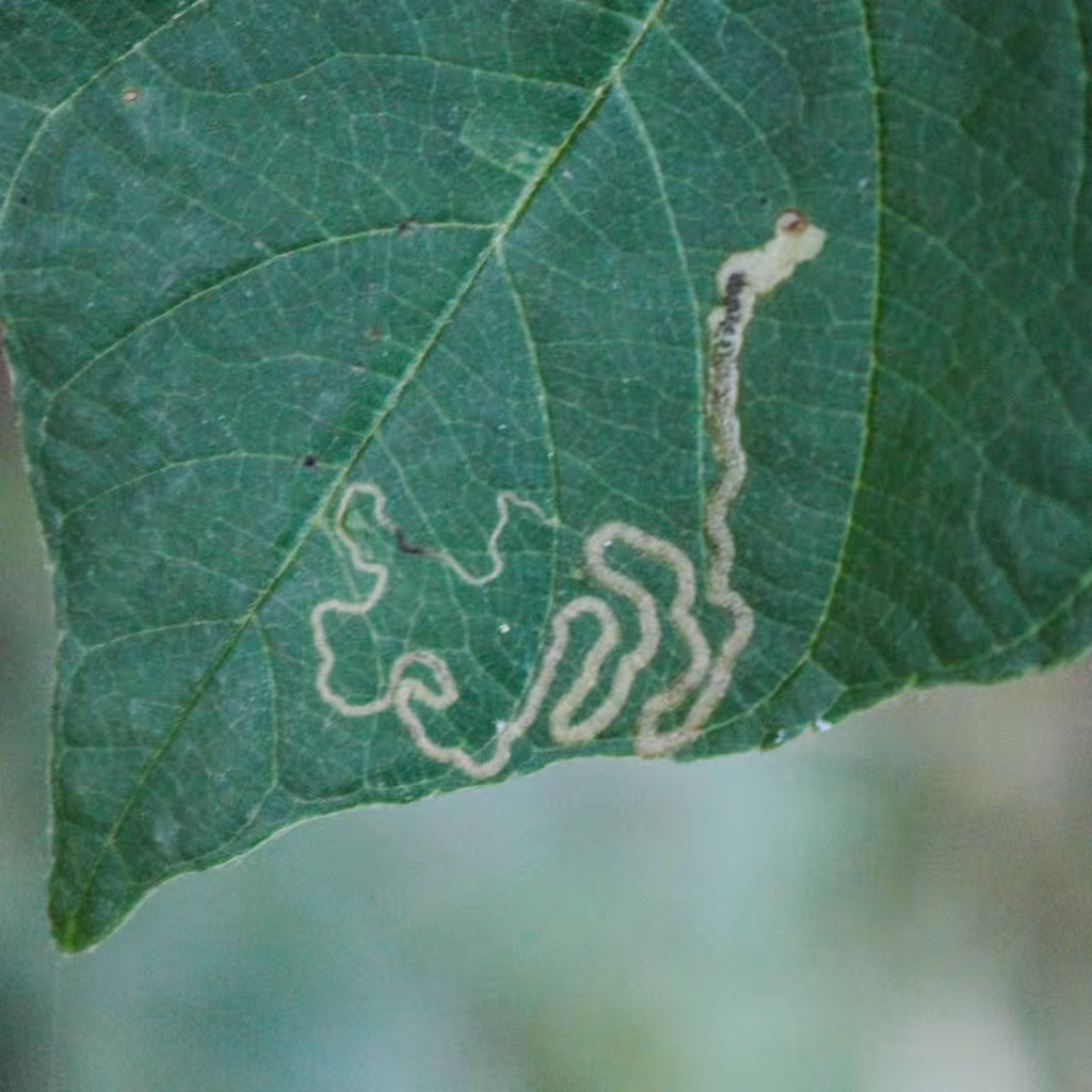 Stigmella rhamnicola, Chenille