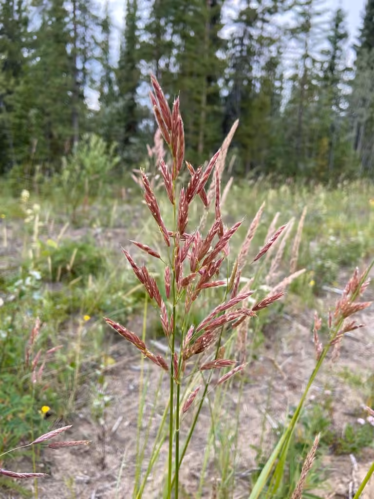 Arctic brome, photo 1 of 5