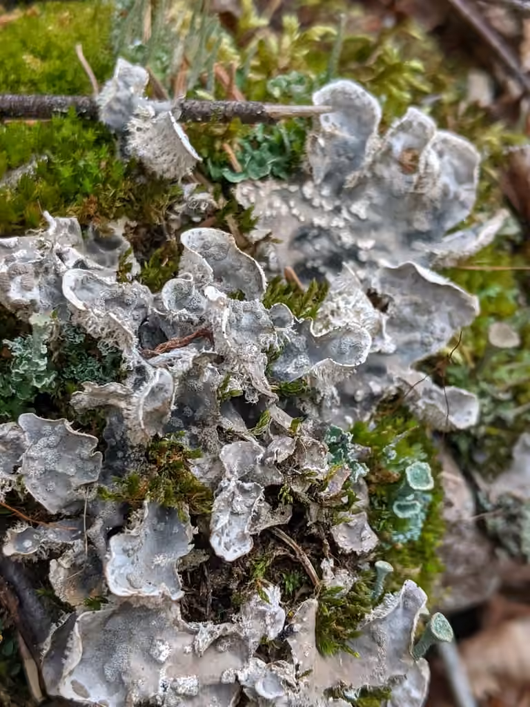 Peltigère tomenteuse, photo 1 sur 5