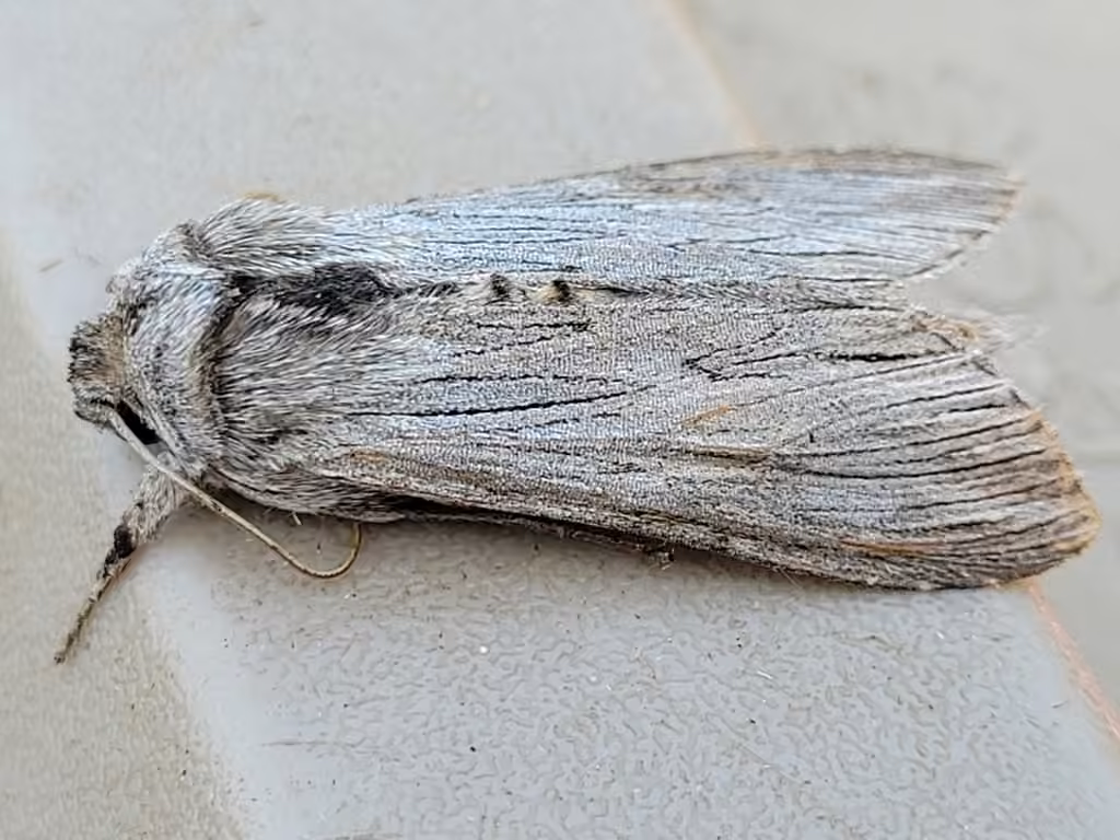 Speyer's Hooded Owlet, photo 1 of 5