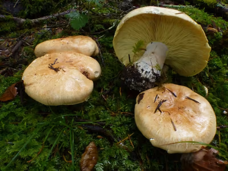 Leucopaxille tricolore, photo 1 sur 5