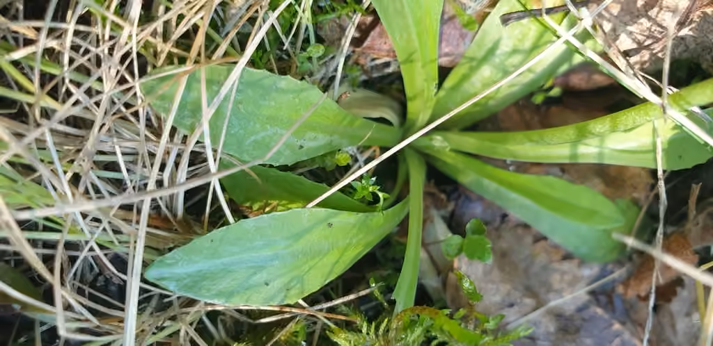 Erect primrose, In fruit