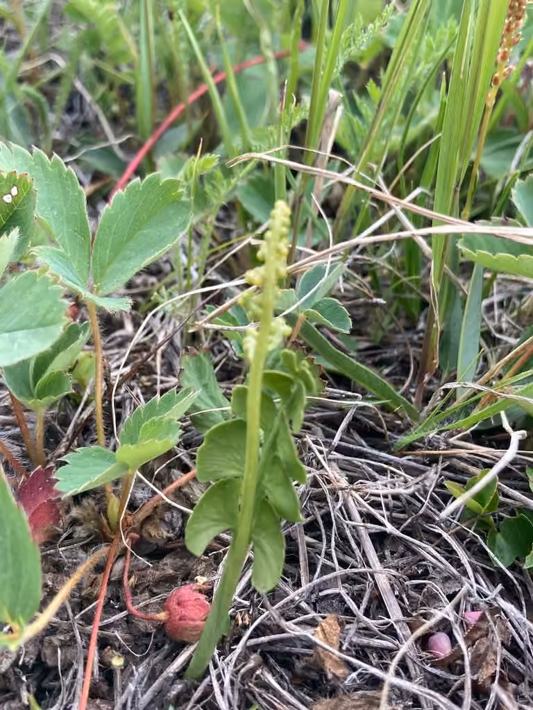 New World moonwort, photo 3 of 5