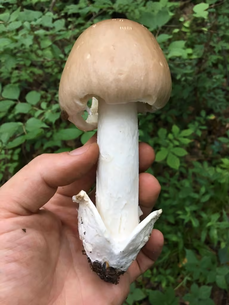 Amanite dédaignée, photo 1 sur 5