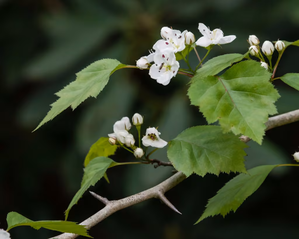 Aubépine à lobes aigus, En fleurs