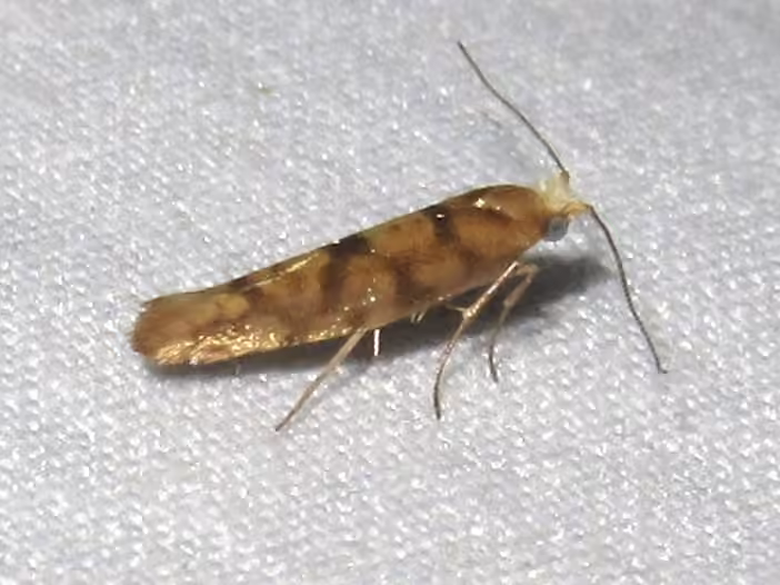 Juniper Seed Moth, Adult