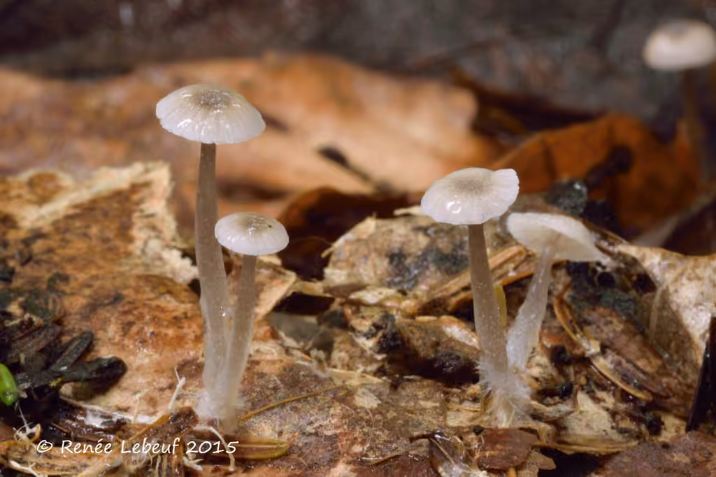 Mycena odorifera, photo 1 of 5