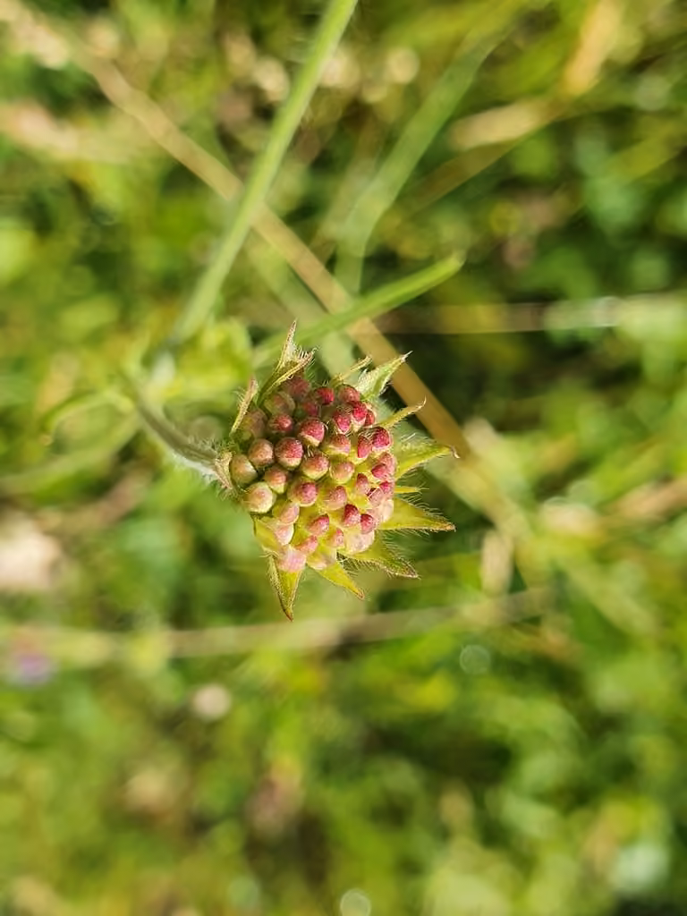 Macedonian scabious, In flower