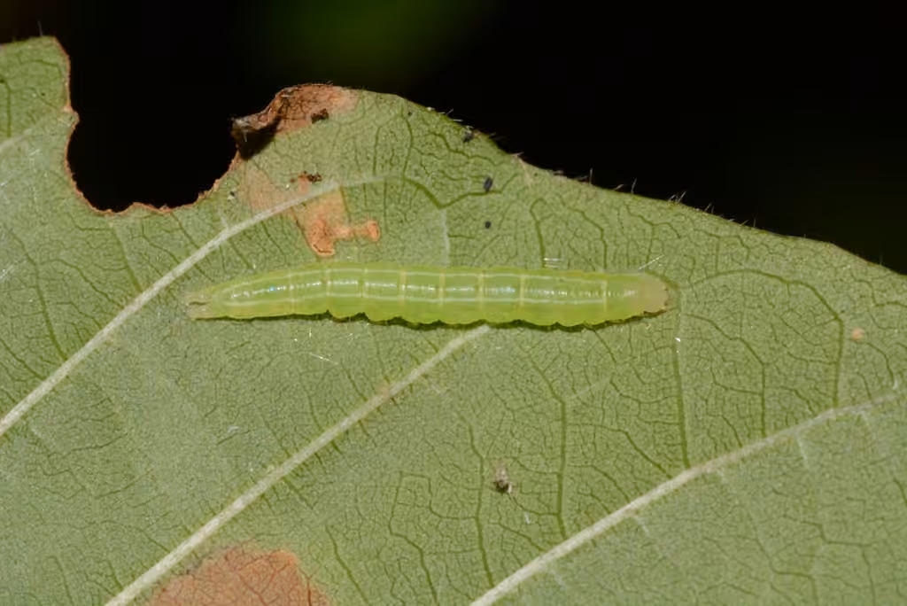 Lost Owlet, Caterpillar