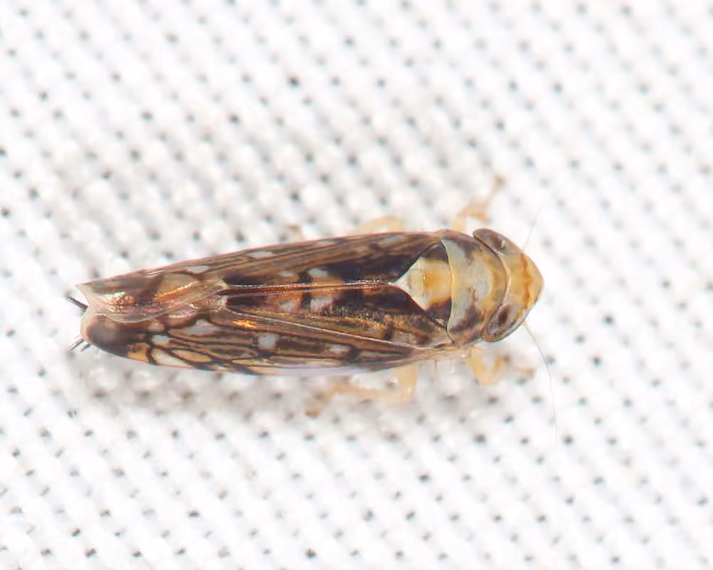 Scaphoideus pullus, Adulte