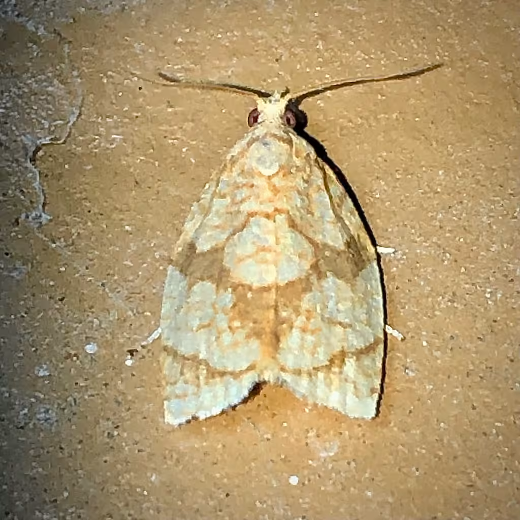 Shimmering Gold Adoxophyes Moth, Adult