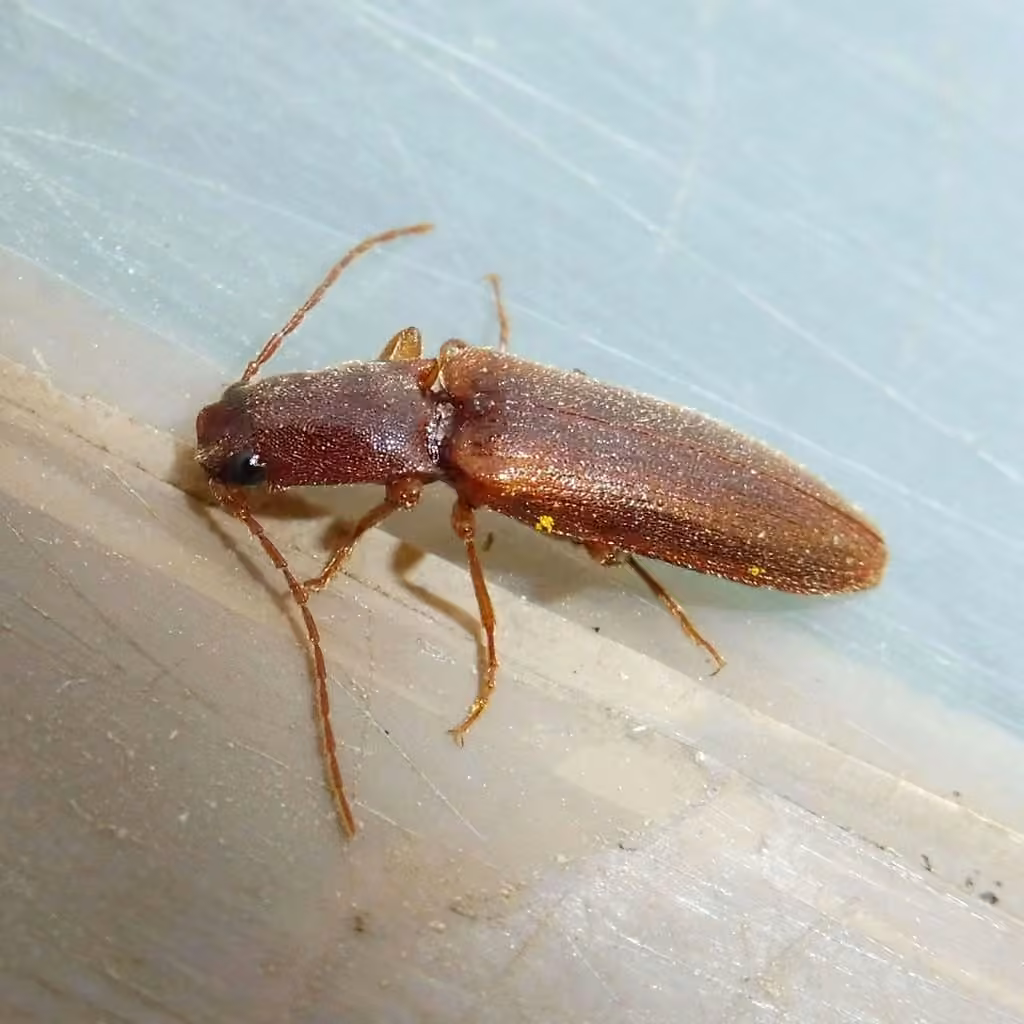 Curved Click Beetle, Male