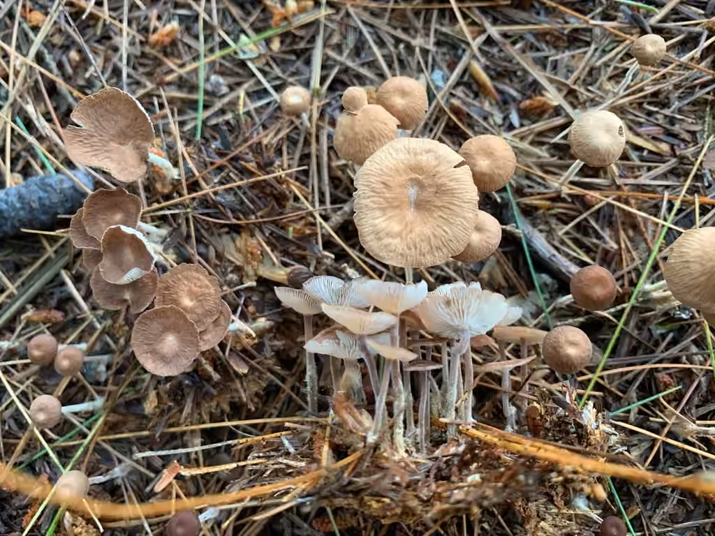 Collybie biforme, photo 2 of 5