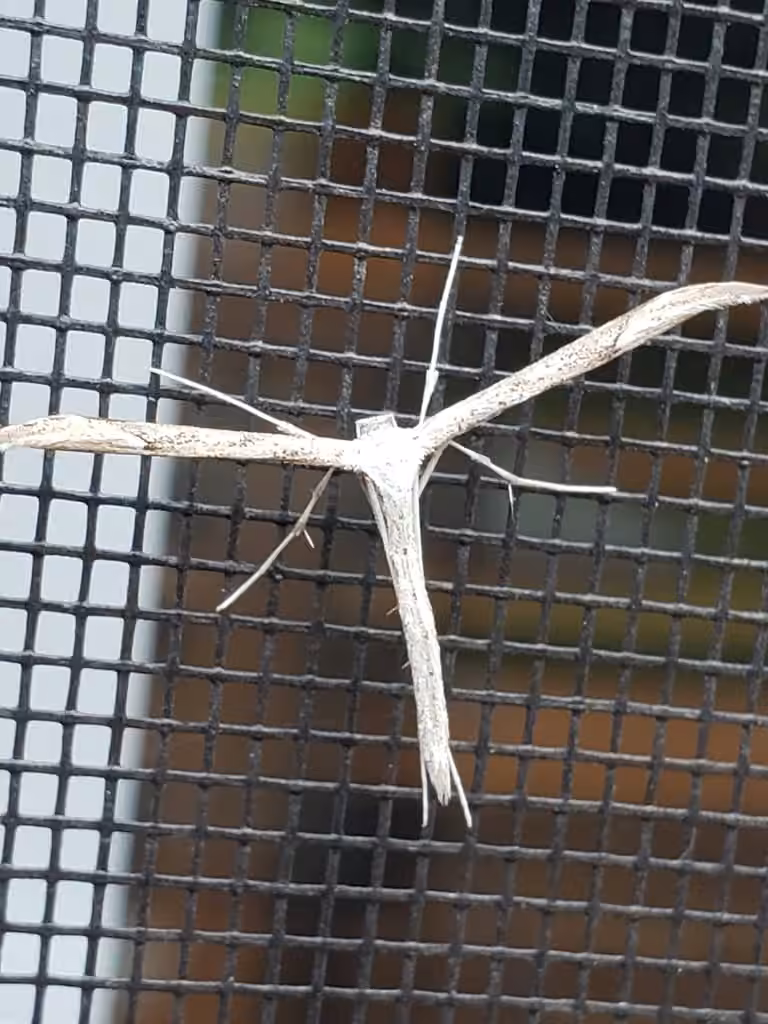 Yarrow Leaf Plume Moth, Adult