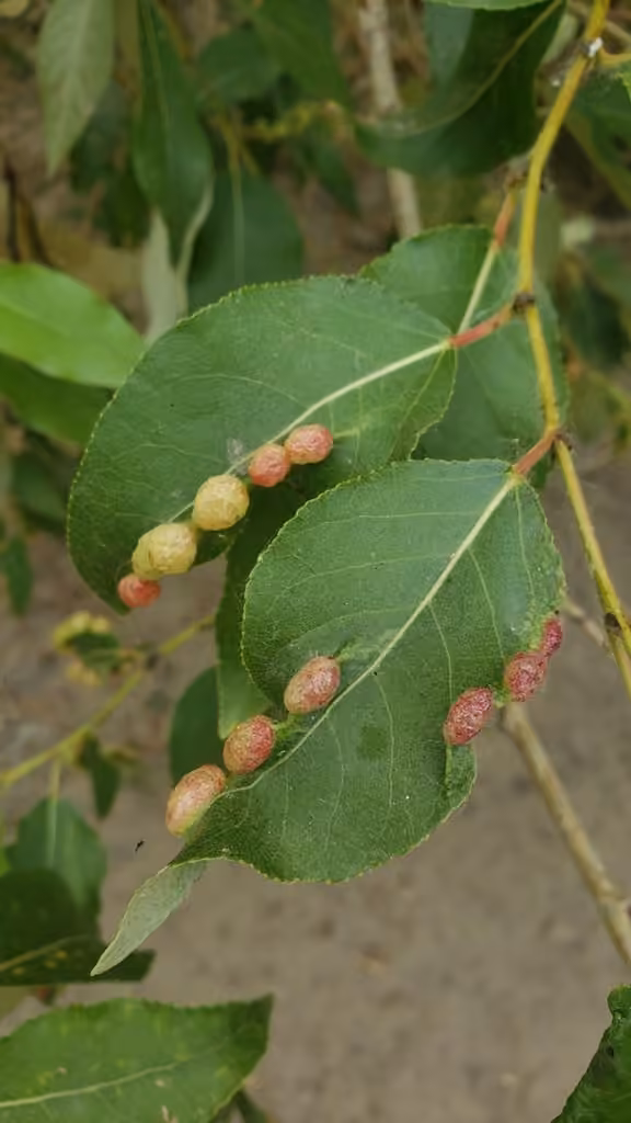 Bead-like Cottonwood Gall aphid