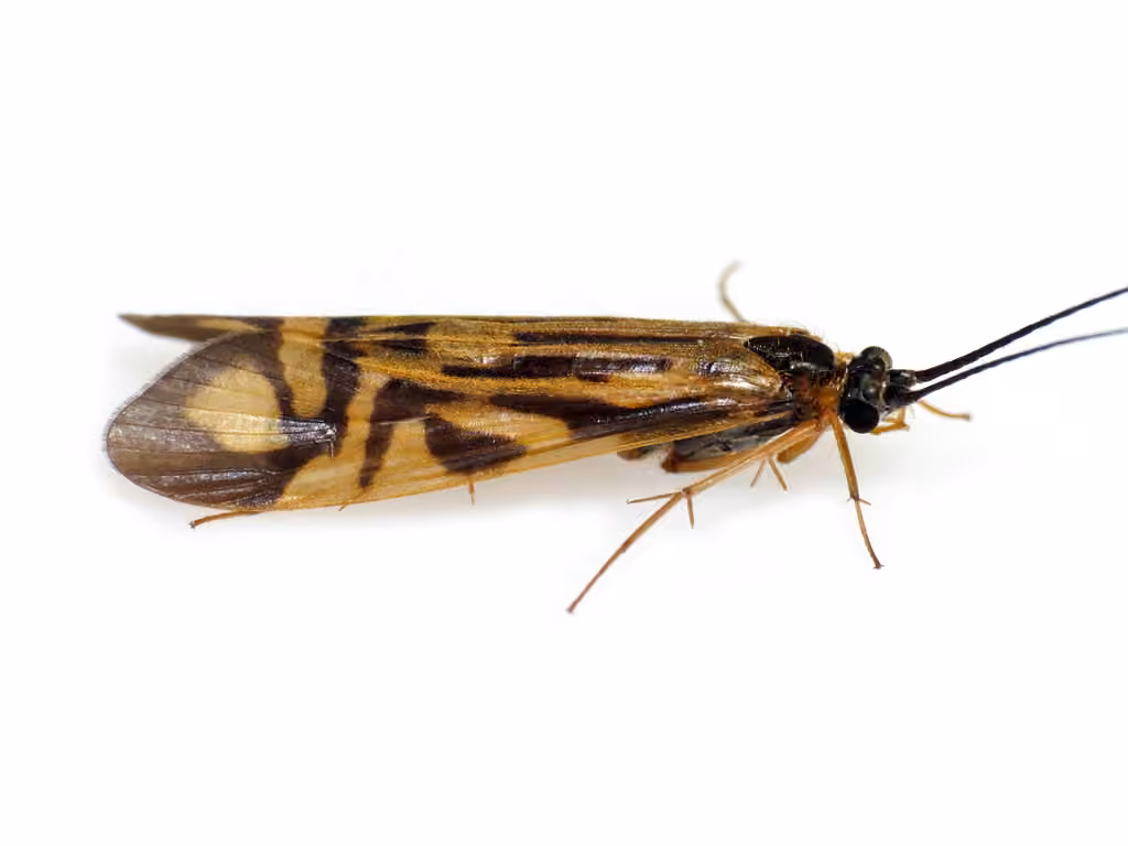 Hydropsyché zébrée