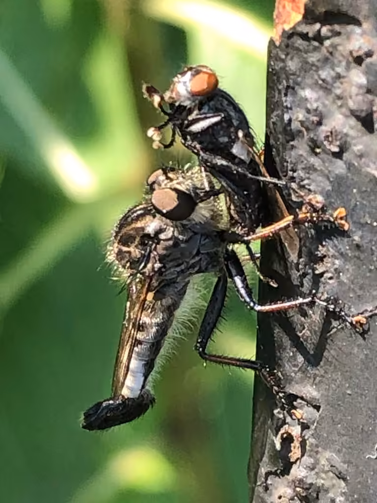 Northeastern Hammertail, Male