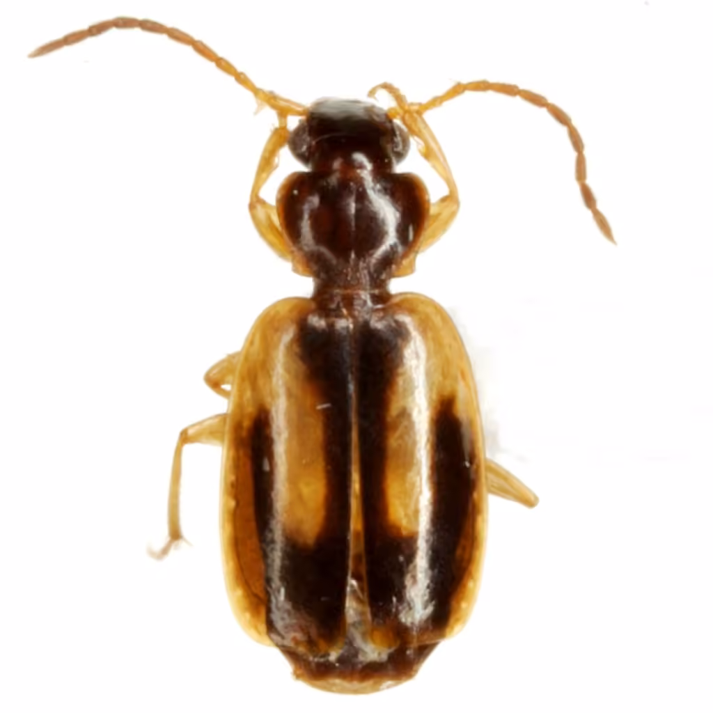 Yellow-zoned harp ground beetle, photo 2 of 5