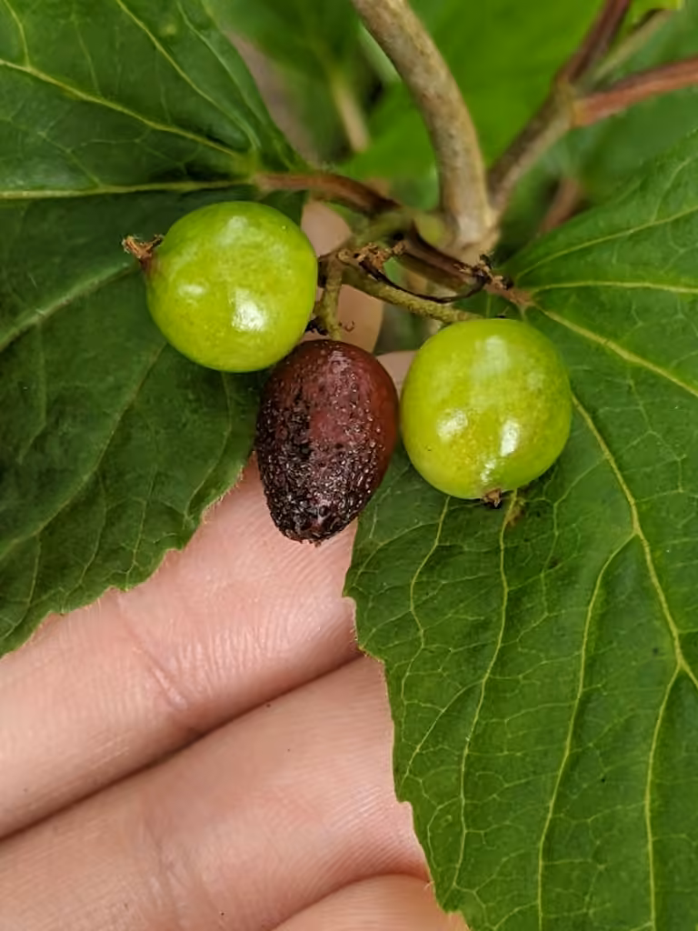 Puccinia linkii, photo 2 sur 5